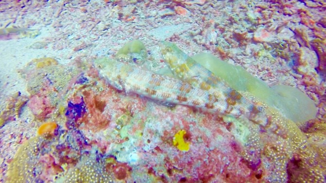 Screen Shot 2017-10-16 at 18.34.23